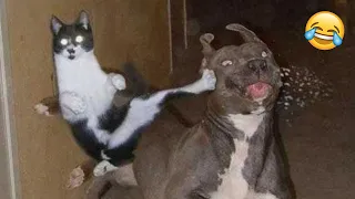 Try Not To Laugh Dogs And Cats 😁 - Best Funniest Animals Video 2023 - Part 12