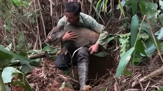 FULL VIDEO: Capturing and taming wild boars, Survival instincts, building lives (EP 177)