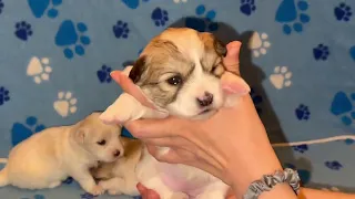 Coton de Tulear Puppies For Sale - Sandy 1/11/24