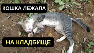 МУЖЧИНА ОСТАВИЛ ЕДУ И ВОДУ РЯДОМ С КОТОМ, И ТО, ЧТО ОН УВИДЕЛ НА СЛЕДУЮЩИЙ ДЕНЬ. СПАСЕНИЕ ЖИВОТНЫХ