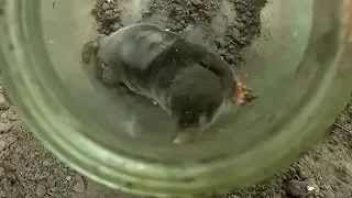 How to catch a mole