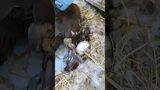 Muscovy Ducks Hatching Ducklings Hatch      August 2, 2023