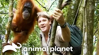 Steve Irwin Makes a Special Connection with Orangutans | Crocodile Hunter | Animal Planet