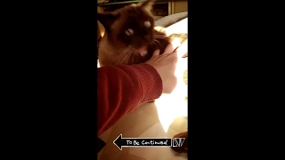 Cat Bite [To be Continued]