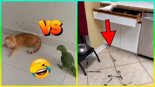 Los Animales Más Divertidos y Traviesos Están De Vuelta 😂 Parte 2