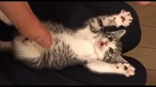 So many cute kittens videos compilation 2019 #2