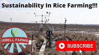 Sustainability In Rice Farming!!!