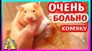 СПАСЕНИЕ ХОМКИ ФАНТЫ / ЧТО БЫЛО В ХОМЯКЕ? / Alisa Easy Pets