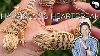 Baby Bearded Dragons - The WORST Thing About Breeding Reptiles