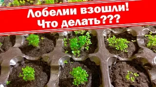 Лобелия взошла, что делать? Как вырастить хорошую рассаду лобелий?