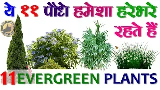 11 Evergreen Plants  ये 11 पौधे हमेशा हरे-भरे रहते हैं  गार्डन को साफ़ रखने वाले सदाबहार पौधे