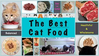 What is the Ideal Food for Cats? Ranking Cat Food Choices from Worst to Best.