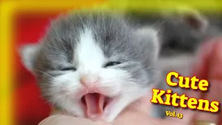 Cute Kittens Vol.13 🤩 Funny Cat Videos 2021 😹 Cute Cat Videos 2021