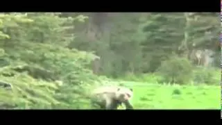 Grizzly Bears Charge Camera Man