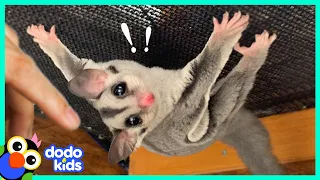 Baby Sugar Glider Teaches Himself to FLY | It's Me! | Dodo Kids