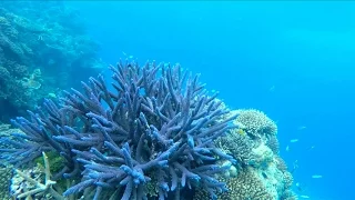 What is coral bleaching? Can it be fixed?