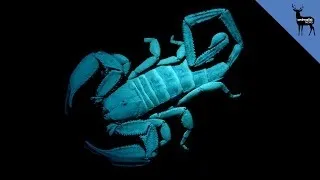 Why Do Scorpions Glow in the Dark?