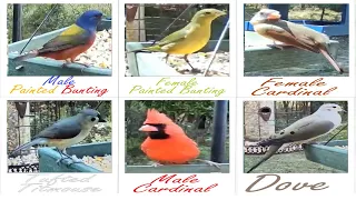 TV for Cats/Dogs 2 Hr Bird Watching Birding Painted Bunting Cardinal Chickadee Tufted Titmouse Birds