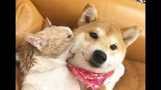 🐕 Biting means loving! 😺 Funny video with dogs, cats and kittens! 😸