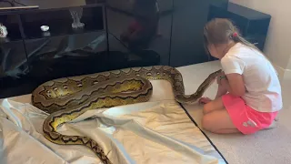 6 year old settling down inquisitive 15ft Reticulated Python