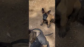 In love with Belgian Malinois pups