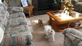 pomeranian puppies Barking, running around funny Cute Pom