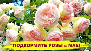 РОЗЫ БУДУТ УСЫПАНЫ ЦВЕТАМИ, если подкормить их так в мае! Подкормка, после которой розы пышно цветут