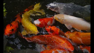 Relaxing Nature Sounds 💤 The Sounds of Nature Meditation 🎶 Relaxing Sounds [Koi Fish Pond] 🐟🐠🐡