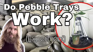 Experiment: Do Pebble Trays Work? Testing if pebble trays raise the humidity for your plants.