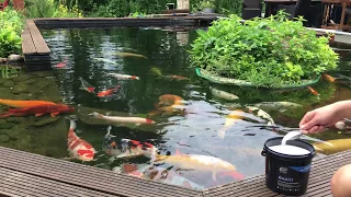 Pond cleaning in 5 minutes - it really works! Pond maintenance, pond mud, garden pond, koi pond