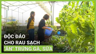 Độc đáo cho rau sạch "ăn" trứng gà, sữa | VTC16