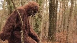 The First Real Footage of Bigfoot