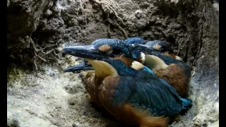 Kingfisher Chicks Nearly Ready to Fledge | Discover Wildlife | Robert E Fuller