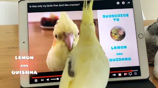Birds different reactions when seeing themselves on screen