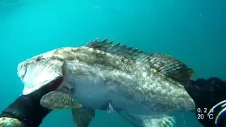 spearfishing grouper / подводная охота на групера / לוקוסים בצלילה חופשית