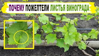 🍇 ХЛОРОЗ. Пожелтели ЛИСТЬЯ ВИНОГРАДА / Появились "масляные" пятна. Что СЛУЧИЛОСЬ с виноградом?