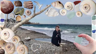 More Moon Snails [Coastal New England: Sea Glass Hunting, Shelling] Glass & Seashells #beachcombing