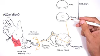 PAIN! Physiology - The Ascending Pathway, Descending Pain Pathway and the Substantia Gelatinosa