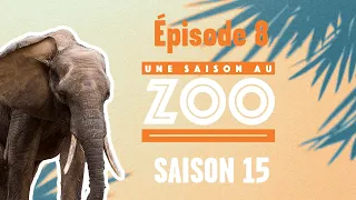 Boten l’éléphant est chouchouté par les soigneurs (S15E08) [INTEGRAL]