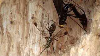 Giant Ichneumons (Megarhyssa macrurus and Megarhyssa atrata)