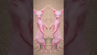 sphynx dancing cats 😻 #shorts #sphynx #cat #funny #catlover #animals #dance #subscribe