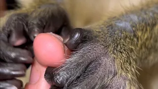 ASMR Monkey Grooming Relaxing Oddly Satisfying