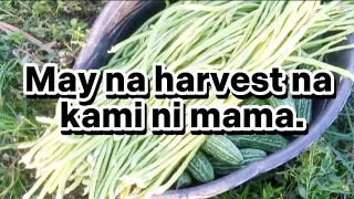 Harvest time na po Tayo..