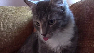 Amy and her tongue. When cats forget their tongue sticking out..