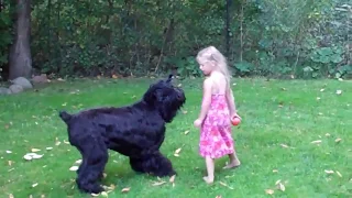 Midnight Solo Black Russian Terrier playing with young girl