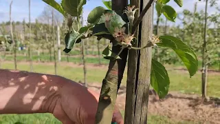 Чем и как подвязывать плодовые деревья в саду.