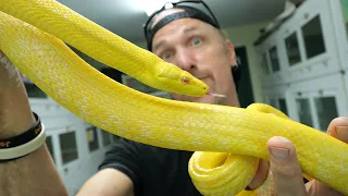We Bought The ONLY Albino Red Tailed Rat Snake In The World
