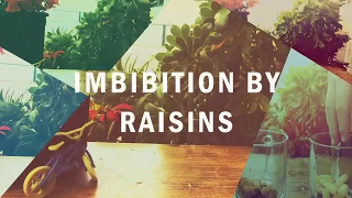 IMBIBITION BY RAISINS