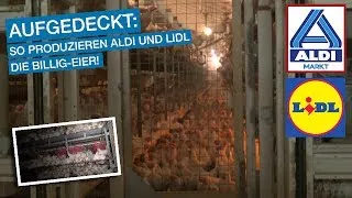 Wir decken auf: So müssen die Hühner für die Billigeier bei Aldi, Lidl und Co. leiden