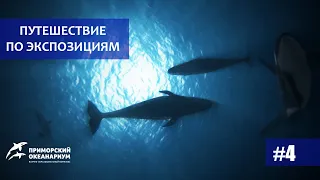 Приморский Океанариум. Путешествие по экспозициям. Выпуск №4. Киты.